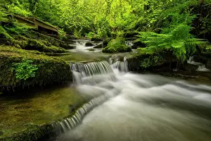 Foliage Prints: Spring woodland, fresh foliage and cascades