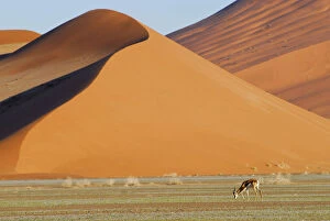 Springbok (Antidorcas marsupialis) grazing in front of sand dunes, Namib Naukluft Park