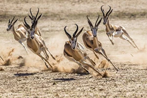 Ruminantia Gallery: Springbok (Antidorcas marsupialis) herd fleeing predator, Kgalagadi Transfrontier Park