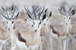 Images Dated 23rd September 2008: Springbok (Antidorcas marsupialis) herd, Kgalagadi Transfrontier Park, South Africa