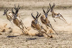 Dust Prints: Springbok (Antidorcas marsupialis) herd fleeing predator, Kgalagadi Transfrontier Park