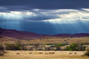 Namibia Prints: Springbok (Antidorcas marsupialis) herd in grassland after rain
