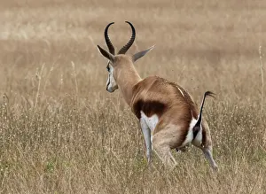 Antidorcas Marsupialis Prints: Springbok (Antidorcas marsupialis) male