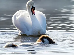 True Swan Prints: Springer spaniel swimming in Lake Windermere chasing a Mute swan (Cygnus olor) Ambleside