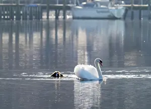True Swan Prints: Springer spaniel swimming in Lake Windermere chasing a Mute swan (Cygnus olor) Ambleside
