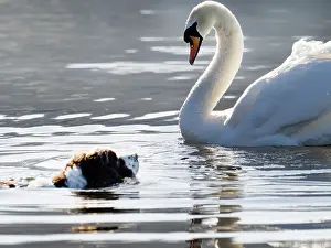 True Swan Prints: Springer spaniel swimming in Lake Windermere chasing a Mute swan (Cygnus olor) Ambleside
