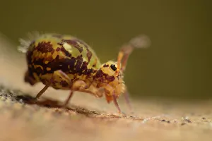 Forests in Our World Gallery: Springtail (Dicyrtomina ornata) on oak tree leaf, Niedersechsische Elbtalaue Biosphere Reserve