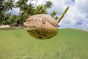 Arecales Prints: A sprouting coconut floating in the sea close to the shore, Yap, Micronesia, Pacific Ocean