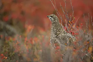 North American Bird Prints: Spruce grouse (Dendragapus fuliginosus) stops while foraging among fall blueberry bushes