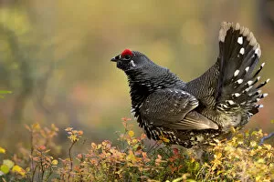 Danny Green Gallery: Spruce grouse (Falcipennis canadensis) in forest, Denali National Park, Alaska, USA