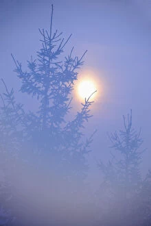 Spruce with full moon shining through fog, Piatra Craiului National Park, Transylvania