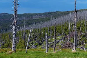 Gymnosperm Prints: Spruce (Picea abies) forest with some dead trees