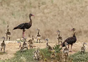 Scrubland Prints: Spur-winged geese (Plectropterus gambensis) pair with creche of goslings