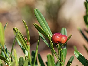 Fruit Prints: Spurge olive (Cneorum tricoccon) bush with distinctive red fruits in a cluster of three