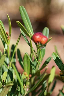 Fruit Prints: Spurge olive (Cneorum tricoccon) bush with distinctive red fruits in a cluster of three