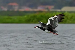 Uganda Prints: Spurwing goose (Plectropterus gambensis)) in flight over water, Uganda