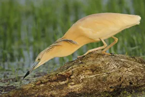 Images Dated 22nd May 2009: Squacco heron (Ardea ralloides) Lake Kerkini, Macedonia, Greece, May 2009