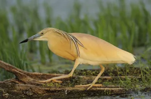 Images Dated 22nd May 2009: Squacco heron (Ardea ralloides) walking, Lake Kerkini, Macedonia, Greece, May 2009