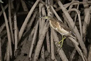 Gambia Prints: Squacco heron (Ardeola ralloides) perched on mangrove roots