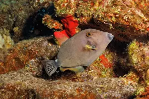 Tetraodontiformes Prints: Squaretail filefish (Cantherhines sandwichiensis) swimming through reef