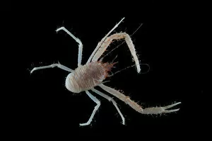 Deep Sea Gallery: Squat lobster (Galathea sp.) from coral sea mount