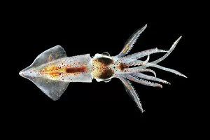 Deep Sea Collection: Squid (Abraliopsis atlantica) deep sea species from Atlantic Ocean off Cape Verde