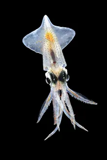 Black Background Prints: Squid (Abraliopsis atlantica), with photophores in 6 straight longitudinal rows on mantle visible