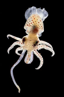 Deep Sea Collection: Squid (Histioteuthis sp.) deep sea species from Atlantic Ocean off Cape Verde. Captive