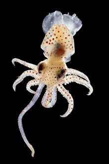 Squid (Histioteuthis sp. ) deep sea species from Atlantic Ocean off Cape Verde. Captive