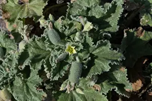 Cucurbitales Prints: Squirting cucumber (Ecballium elaterium) flowers and fruit growing on waste ground