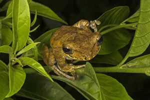 2019 November Highlights Collection: Sri Lanka whipping frog / Hour-glass tree-frog (Polypedates cruciger), Deniyaya, Sri Lanka