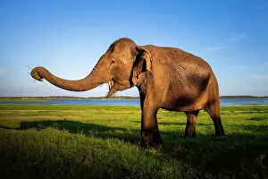 Sri Lanka Prints: Sri Lankan elephant (Elephas maximus maximus) standing in grassland with trunk raised