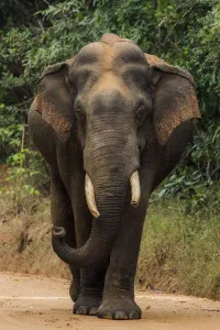 Sri Lankan elephant (Elephas maximus maximus) walking, Yala National Park, Southern Province