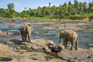 Sri Lanka Prints: Sri Lankan elephants (Elephas maximus) Indian elephant subspecies, Pinnawala village