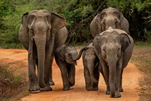 Sri Lanka Prints: Three Sri Lankan elephants (Elephas maximus maximus) with two calves walking along forest road