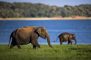 Sri Lanka Prints: Two Sri Lankan elephants (Elephas maximus maximus) walking over grassland