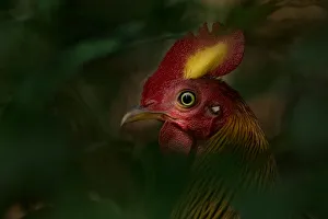 Sri Lankan Junglefowl (Gallus lafayettii) Yala National Park, Southern Province