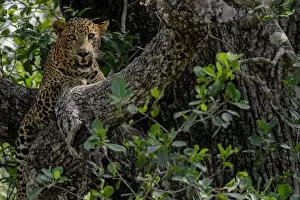Images Dated 2nd April 2017: Sri Lankan leopard (Panthera pardus kotiya) Yala National Park, Southern Province
