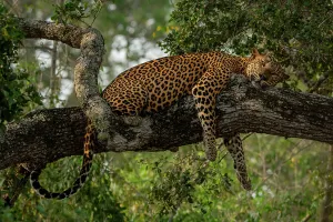 Vulnerable Collection: Sri Lankan leopard (Panthera pardus kotiya) resting on tree branch, Yala National Park