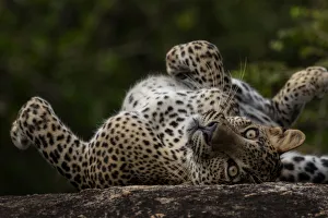 Sri Lankan leopard (Panthera pardus kotiya) rolling on its back, Yala National Park