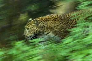 Time Exposure Prints: Sri Lankan Leopard (Panthera pardus kotiya) soft focus running, captive