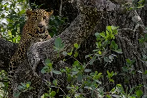 Sri Lanka Prints: Sri Lankan leopard (Panthera pardus kotiya) Yala National Park, Southern Province