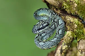 Sri Lanka Prints: Sri Lankan pitviper (Trimeresurus trigonocephalus) captive, endemic to Sri Lanka