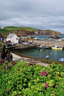 Images Dated 8th August 2011: St Abbs harbour (St Abbs and Eyemouth Voluntary Marine Reserve), Berwickshire, Scotland