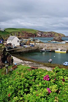 2020vision Prints: St Abbs harbour (St Abbs and Eyemouth Voluntary Marine Reserve), Berwickshire, Scotland