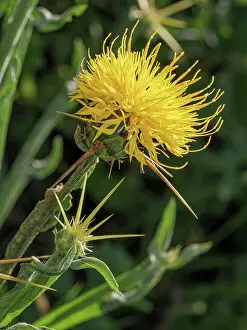 Sunflower Family Prints: St Barnaby's thistle (Centaurea solstitialis) in flower