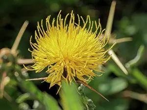 Sunflower Family Prints: St Barnaby's thistle (Centaurea solstitialis) in flower