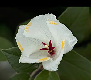 St Helena ebony / Dwarf ebony (Trochetiopsis ebenus) with secondary pollen presentation