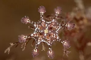 Detail of a St Johns stalked jellyfish (Calvadosia cruxmelitensis)