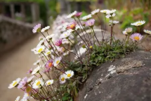 Asterales Prints: St Peter Port daisies (Erigeron karvinskianus) flowering on a stone wall